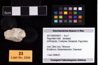 Foto (Objekt + Etikett) von Paguridae indet.  (NHMW-GEO-2017-0093-0021)